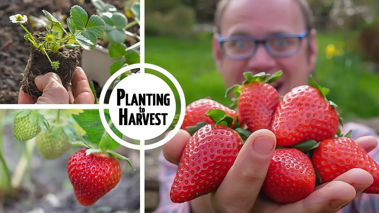 Video of growing strawberries all year round