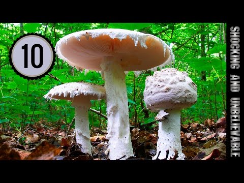 Video: The most poisonous mushrooms