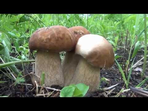 Video: White mushroom