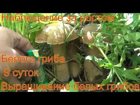 Video: White mushroom