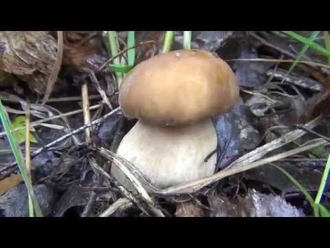 Video: White mushroom