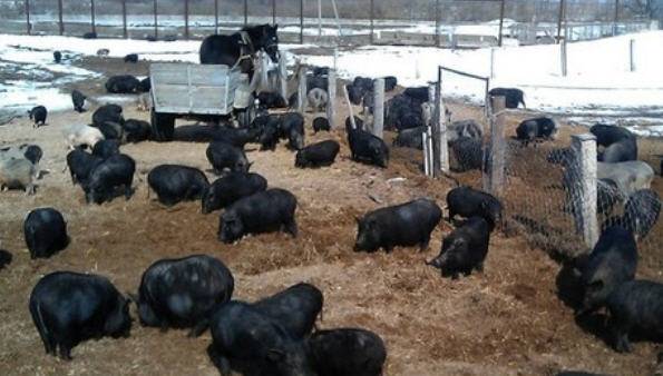 Vietnamese bellied pig: rearing, farrowing 