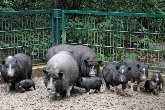 Vietnamese bellied pig: rearing, farrowing 