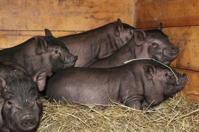 Vietnamese bellied pig: rearing, farrowing 