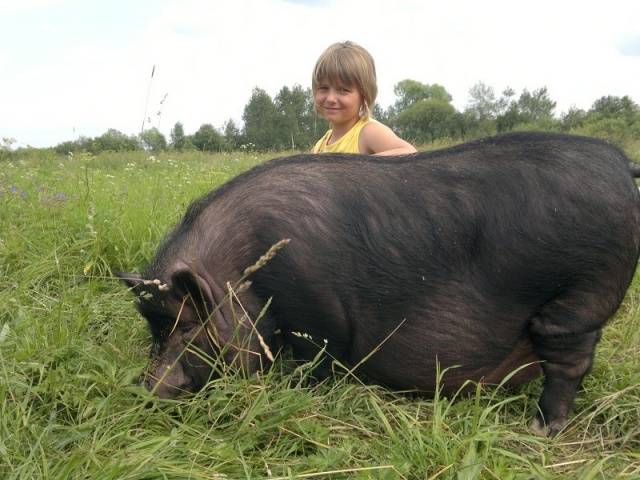 Vietnamese bellied pig: rearing, farrowing 