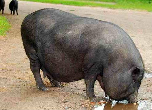 Vietnamese bellied pig: rearing, farrowing 