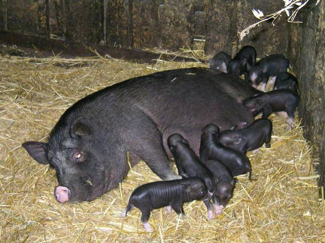 Vietnamese bellied pig: rearing, farrowing 