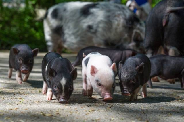 Vietnamese bellied pig: rearing, farrowing 