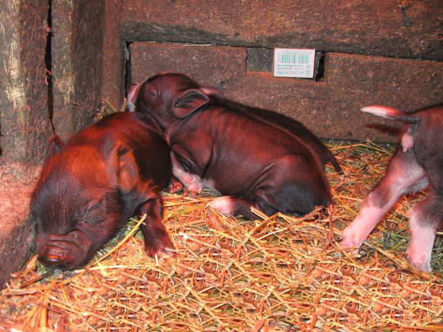 Vietnamese bellied pig: rearing, farrowing 