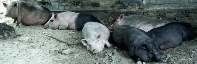 Vietnamese bellied pig: rearing, farrowing 