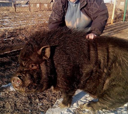 Vietnamese bellied pig: rearing, farrowing 