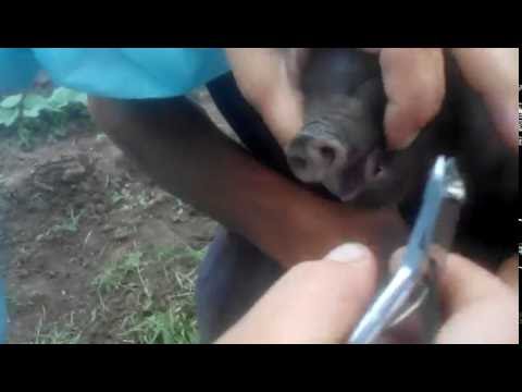 Vietnamese bellied pig: rearing, farrowing 