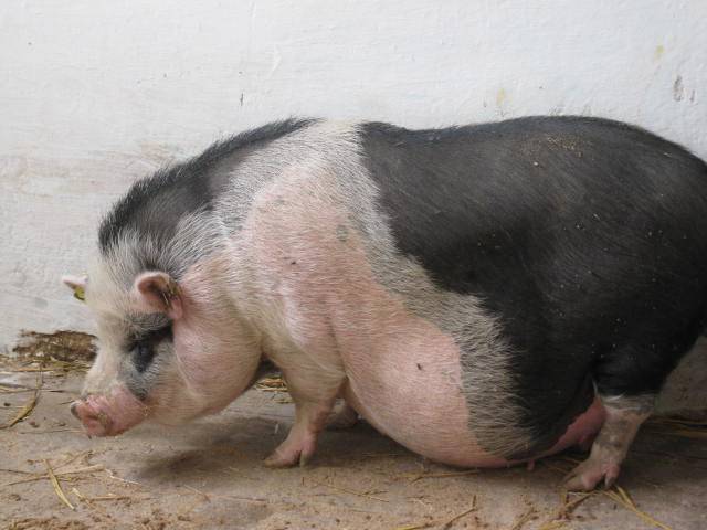 Vietnamese bellied pig: rearing, farrowing 