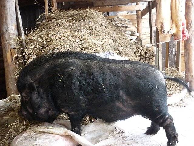 Vietnamese bellied pig: rearing, farrowing 