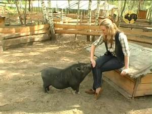 Vietnamese bellied pig: rearing, farrowing 