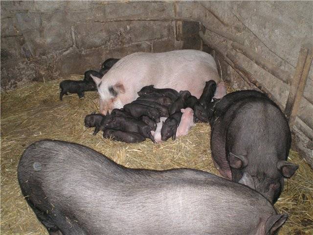 Vietnamese bellied pig: rearing, farrowing 