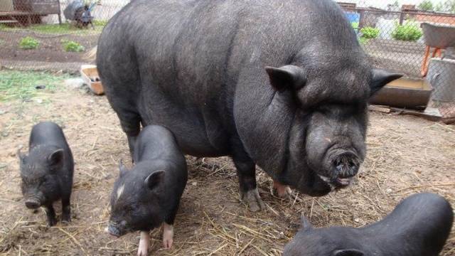 Vietnamese bellied pig: rearing, farrowing 