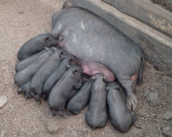 Vietnamese bellied pig: rearing, farrowing 