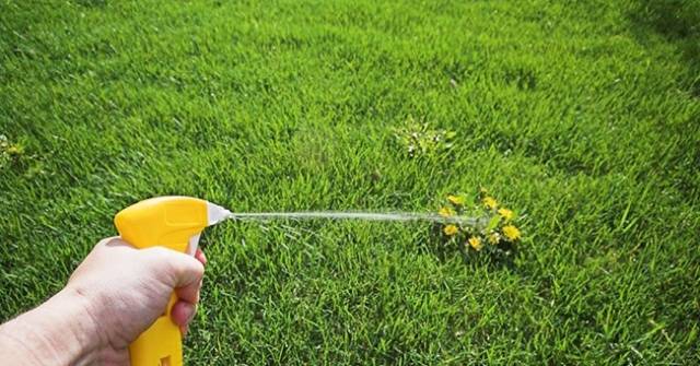 Vinegar + salt + weed killer 