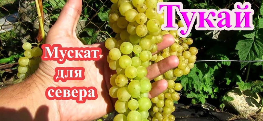 Vinograd Tukay