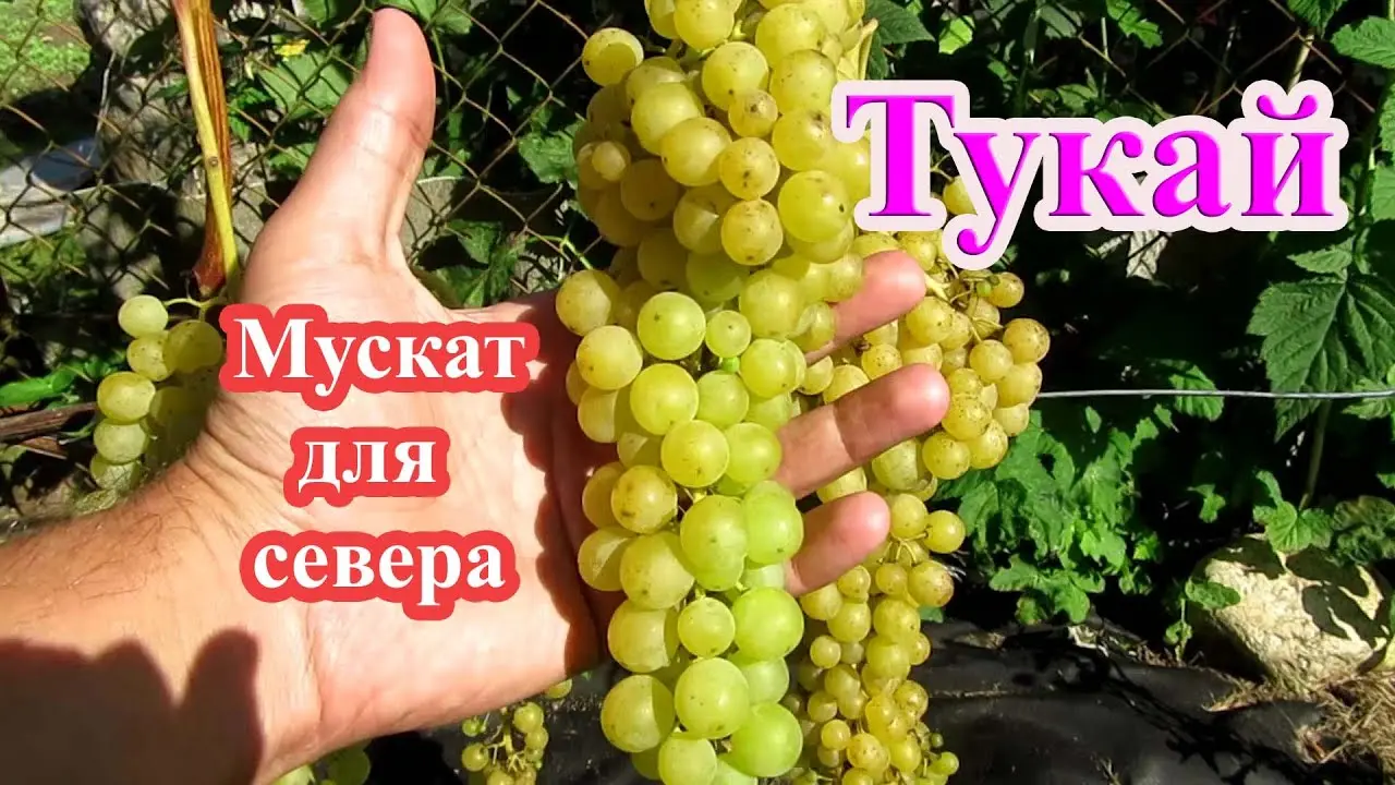 Vinograd Tukay