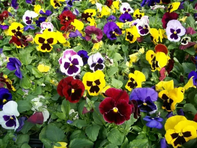 Viola Swiss Giants: growing from seed