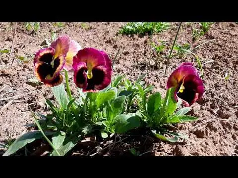 Viola Swiss Giants: growing from seed