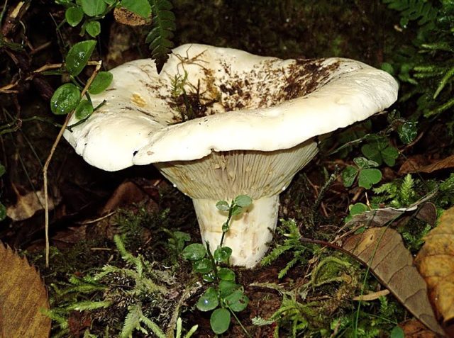 Violin mushroom (skripuny, violinists, violinists): photo and description edibility