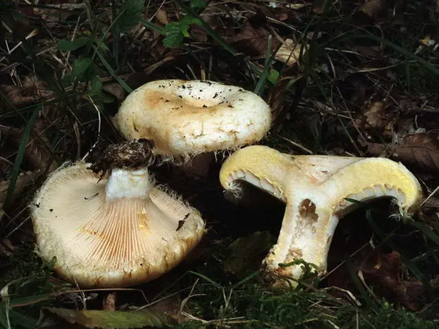 Violin mushroom (skripuny, violinists, violinists): photo and description edibility