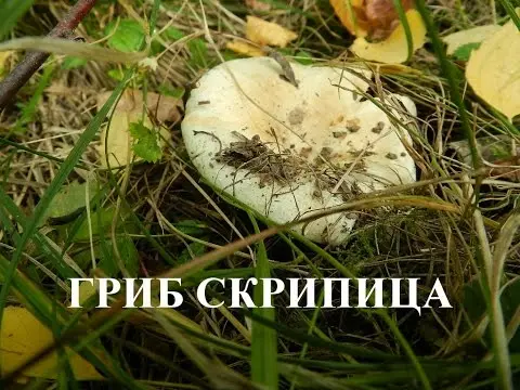 Violin mushroom (skripuny, violinists, violinists): photo and description edibility