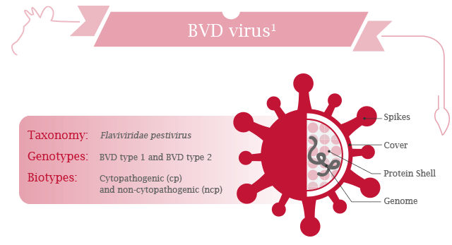 Viral diarrhea in calves and cows