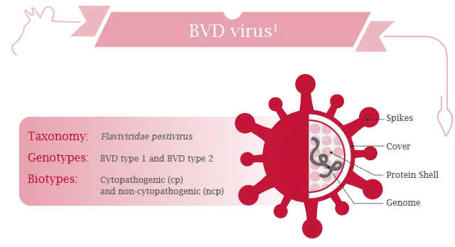 Viral diarrhea in calves and cows