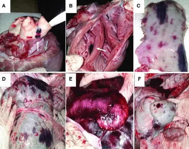 Viral diarrhea in calves and cows