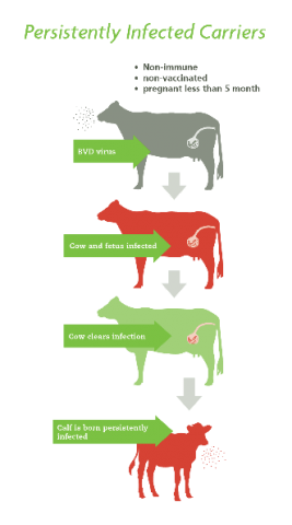 Viral diarrhea in calves and cows