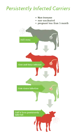 Viral diarrhea in calves and cows