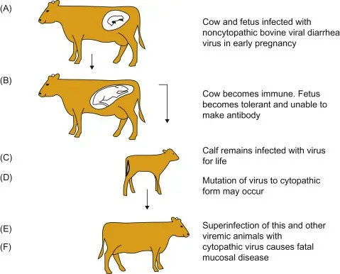 Viral diarrhea in calves and cows