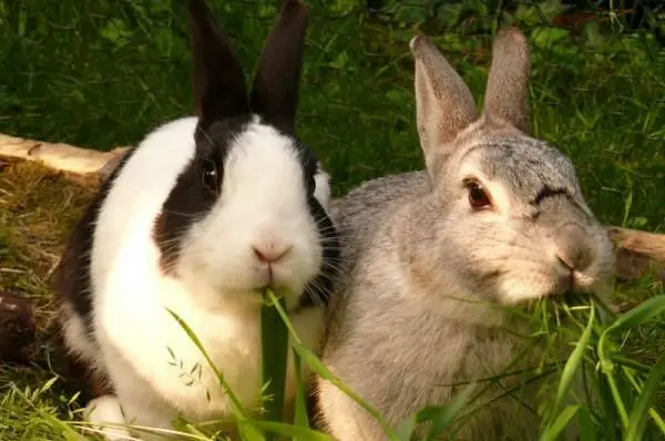 Viral hemorrhagic disease of rabbits