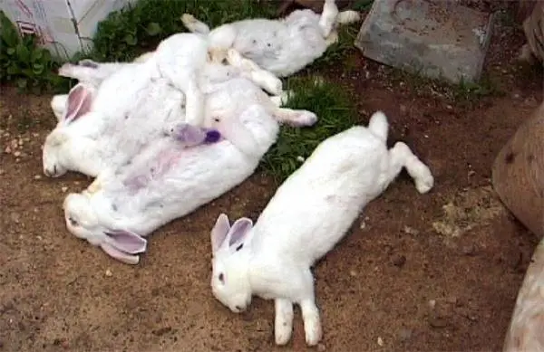 Viral hemorrhagic disease of rabbits