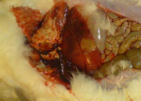 Viral hemorrhagic disease of rabbits