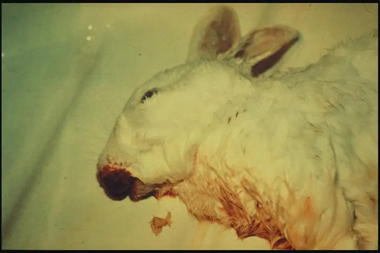 Viral hemorrhagic disease of rabbits