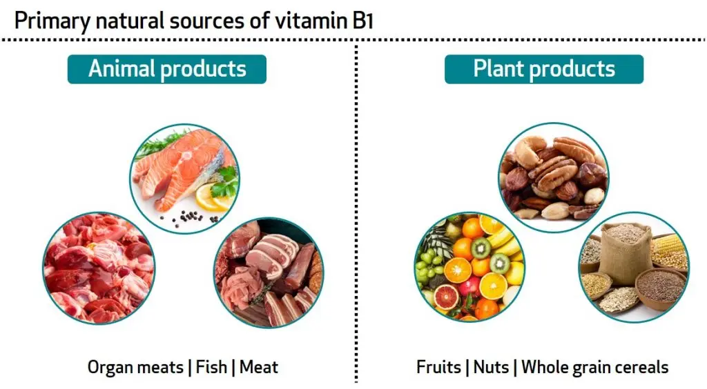 Vitamin B1 &#8211; role, sources, supplementation. Symptoms of vitamin B1 deficiency