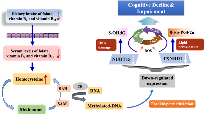 Vitamin B12 and folic acid do not prevent dementia