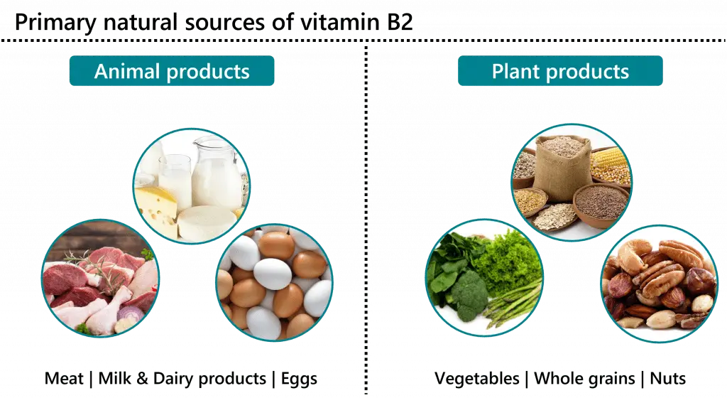 Vitamin B2 &#8211; functions, deficiency, excess, dietary sources