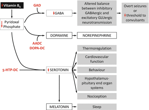 Vitamin B6 &#8211; properties, occurrence, effects of deficiency and excess