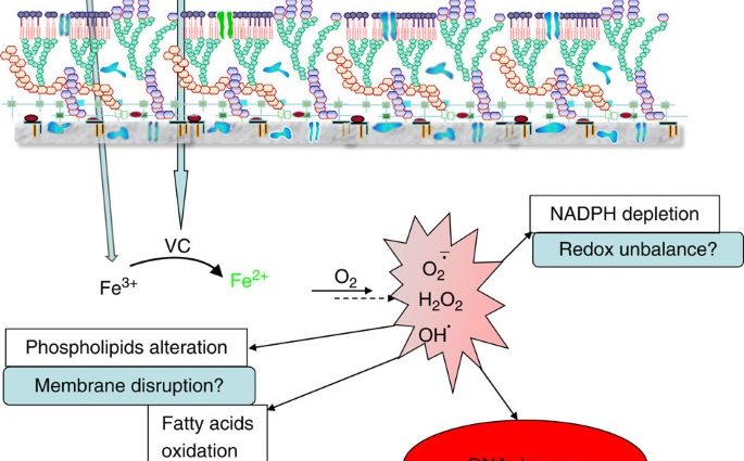 Vitamin C kills the tuberculosis bacilli