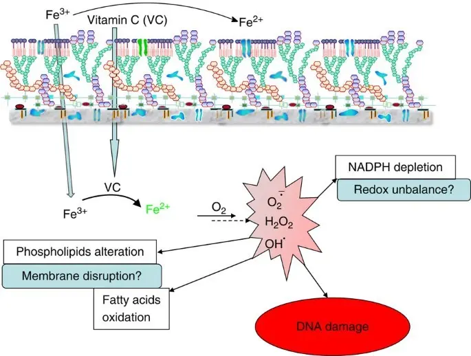 Vitamin C kills the tuberculosis bacilli