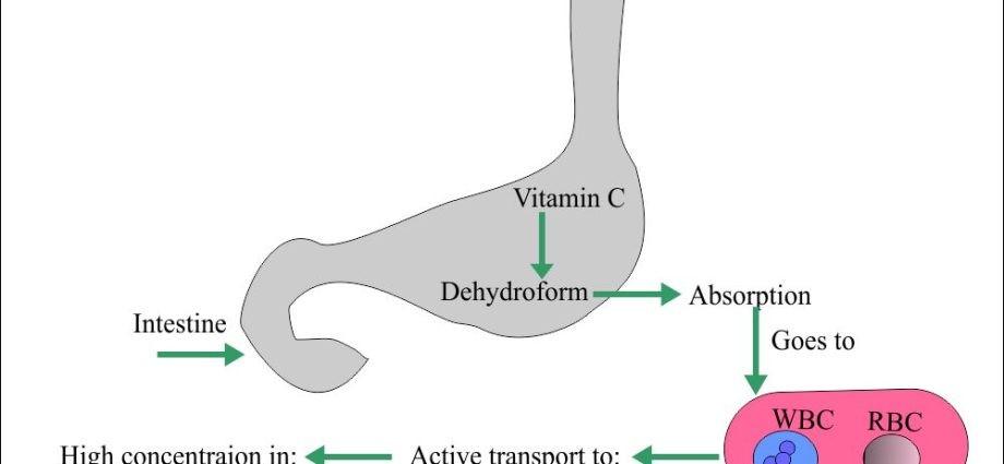 Vitamin C &#8211; when to do the test? What should be the level of vitamin C in the body?