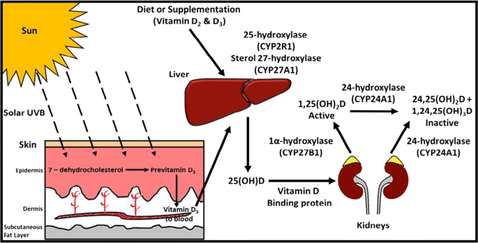 Vitamin D intake is especially important this winter. Why? [WE EXPLAIN]