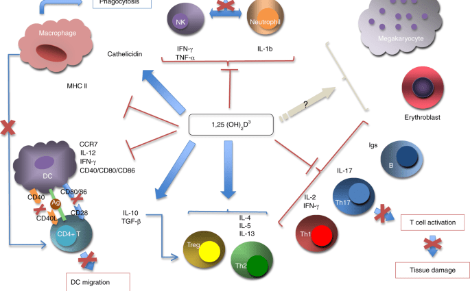 Vitamin D is essential for the maturation of T cells