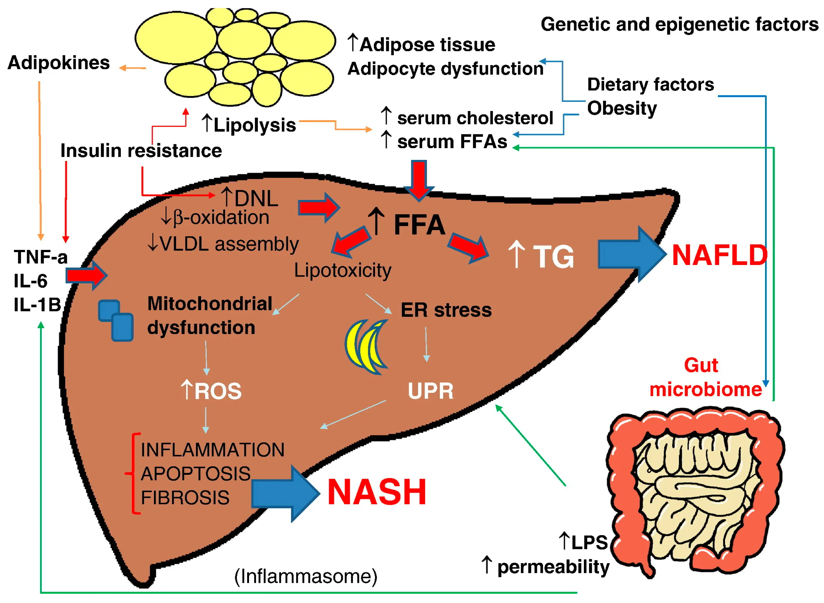 Vitamin E for fatty liver